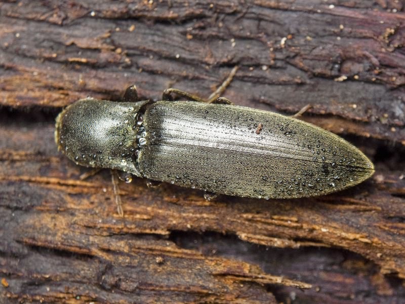 Agriotes pilosellus (Schonherr, 1817)